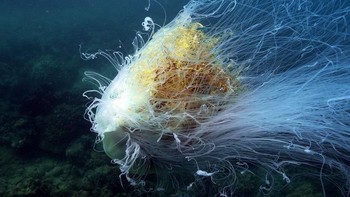 Ubur-ubur surai singa (Cyanea capillata) merupakan ubur-ubur terbesar yang ada di dunia. Makhluk sebesar ini sulit ditemukan di dekat darat, karena ubur-ubur surai singa hidup di kedalaman laut. Ukuran makhluk raksasa ini berdiameter dua meter dengan panjang tentakel lebih dari 15 meter. Foto: National Geographic via News Beezer