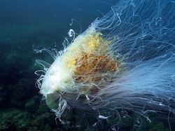 Melihat Hewan Raksasa Penghuni Laut yang Menakjubkan