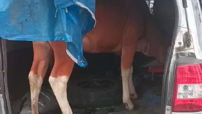 Minibus angkut sapi curian di Soppeng.