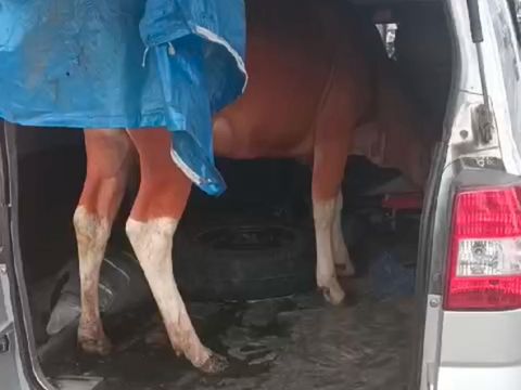Minibus angkut sapi curian di Soppeng.