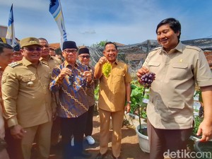 Kala 3 Menteri Panen Anggur dan Cabai di Sumedang