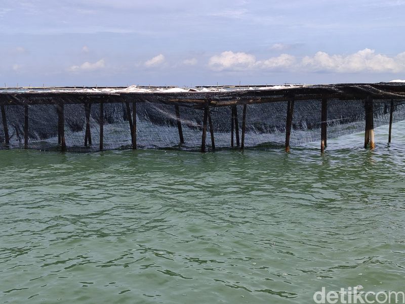 Pagar laut 30 km di Kabupaten Tangerang, 15 Januari 2024. (Bahtiar Rifa'i/detikcom)