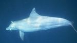 Potret Paus Orca hingga Lumba-lumba Enjoy Nyemil Ikan Teri di Laut Kaimana