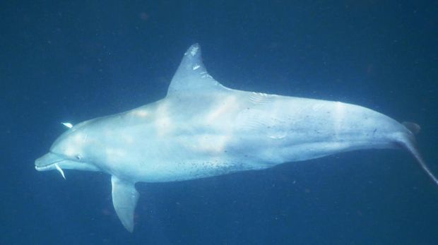 Paus pembunuh dan berbagai mamalia laut lain terlihat muncul mampir di perairan Kaimana. (Dok. Konservasi Indonesia/Yance Malaiholo)