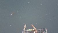 Lumba-lumba bungkuk Australia (Sousa sahulensis), lumba-lumba hidung botol Indo-Pasifik (Tursiops aduncus), lumba-lumba pemintal (Stenella longirostris), paus bryde (Balaenoptera edeni) dan terbaru paus pembunuh (Orcanius orca). Foto: Konservasi Indonesia.