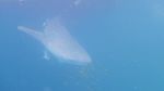 Potret Paus Orca hingga Lumba-lumba Enjoy Nyemil Ikan Teri di Laut Kaimana