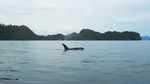 Potret Paus Orca hingga Lumba-lumba Enjoy Nyemil Ikan Teri di Laut Kaimana