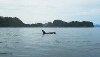 Konservasi Indonesia bekerja sama dengan Conservation International melakukan identifikasi kehadiran berbagai mamalia laut atau cetacea di Laut Kaimana, Papua Barat. Foto: Konservasi Indonesia/Yance Malaih.