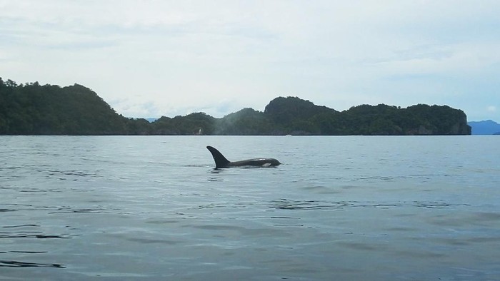Paus pembunuh dan berbagai mamalia laut lain terlihat muncul mampir di perairan Kaimana. (Dok. Konservasi Indonesia/Yance Malaiholo)