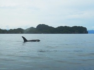 Penampakan Paus Pembunuh sampai Lumba-lumba Ngemil Teri di Kaimana Papua