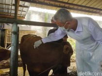 Wabah PMK di Cirebon Meluas, 38 Sapi Terpapar