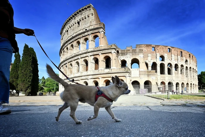 Penitipan anjing gratis di Italia