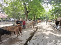 Pasar Hewan Ambarketawang Sleman Sepi Buntut PMK, Blantik Sapi-Sopir Sambat