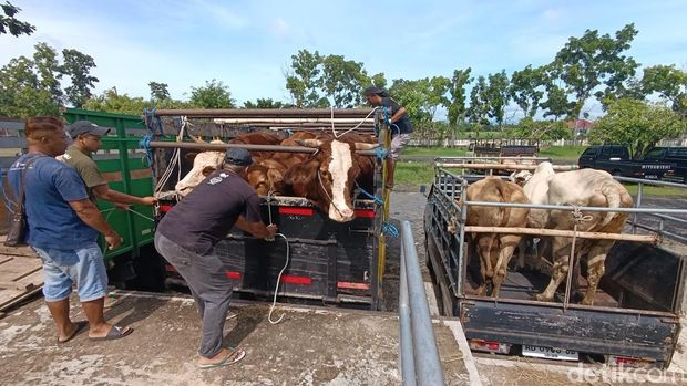 Kondisi Pasar Hewan Ambarketawang Gamping yang sepi dari aktivitas jual beli, Rabu (15/1/2025).