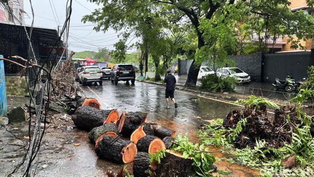 Pohon tumbang menimpa pengendara mobil dan motor di Makassar. Sahrul Alim/detikSulsel