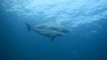 Potret Paus Orca hingga Lumba-lumba Enjoy Nyemil Ikan Teri di Laut Kaimana