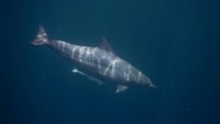 Melalui studi terbaru yang terbit di jurnal Frontiers pada Jumat (10/1/2025) lalu, disebutkan ada lima spesies cetacea hadir di wilayah Kaimana yang teridentifikasi sebagai Important Marine Mammal Area (IMMA) atau habitat penting mamalia laut pada 2018. Foto: Konservasi Indonesia