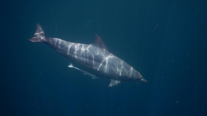 Potret lumba-lumba hidung botol dan hiu paus makan ikan teri di laut Kaimana, Papua. Potret lumba-lumba hidung botol dan hiu paus makan ikan teri di laut Kaimana, Papua.