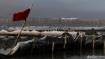 Potret Pagar Bambu di Laut Bekasi Potret Pagar Bambu di Laut Bekasi