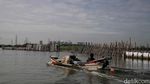 Potret Pagar Bambu di Laut Bekasi Potret Pagar Bambu di Laut Bekasi
