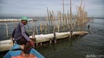 Potret Pagar Bambu di Laut Bekasi Potret Pagar Bambu di Laut Bekasi