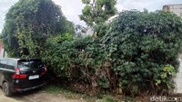 Pohon-pohon rindang menutupi bagian samping rumah Nanang Gimbal. Foto: Febri/detikHOT