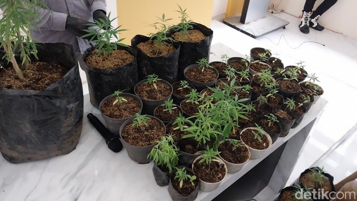 Tanaman ganja yang ditanam di rumah pria asal Malang diduga bandar ganja.