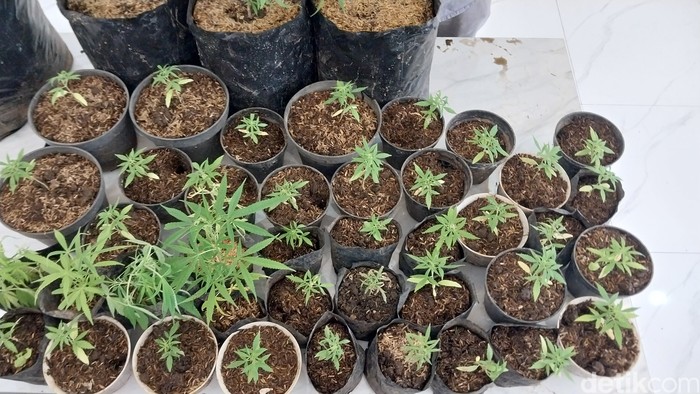 Tanaman ganja yang ditanam di rumah pria asal Malang diduga bandar ganja.