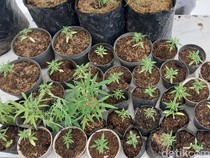 Saat Sarjana Pertanian Bereksperimen Tanam Ganja untuk Aplikasikan Ilmunya