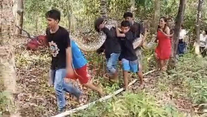 Tangkapan layar warga Kendari menangkap ular piton sepanjang 8 meter yang dipikul keluar dari hutan.