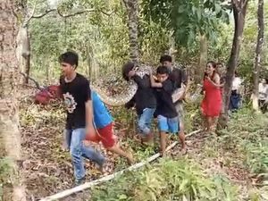 Detik-detik Warga Kendari Tangkap Ular Piton 8 Meter Hidup-hidup di Hutan