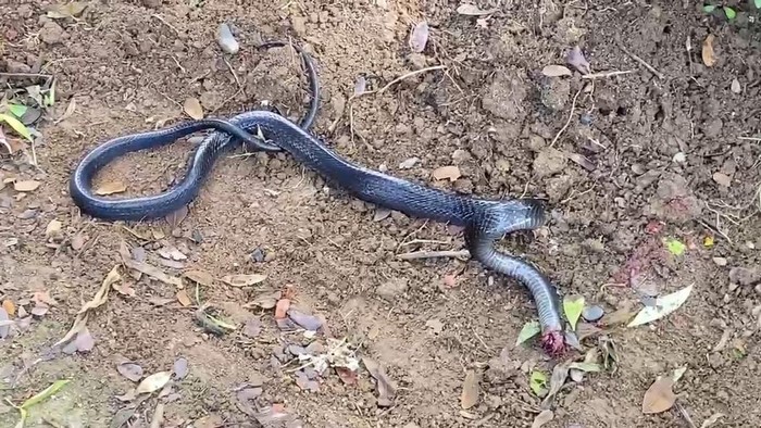 Ular hitam berbisa didapati nangkring di atas pohon dekat permukiman warga di Polman.