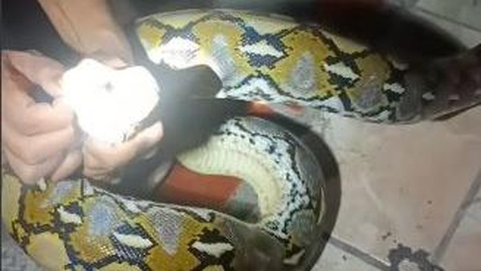 Ular sanca yang dievakuasi di rumah warga di Kecamatan Benteng, Kabupaten Kepulauan Selayar.