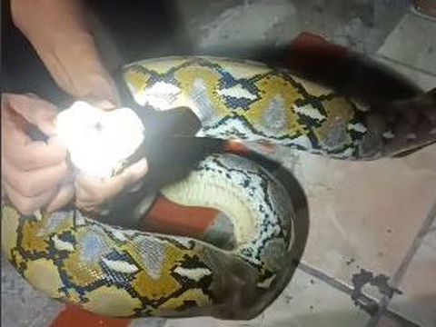 Ular sanca yang dievakuasi di rumah warga di Kecamatan Benteng, Kabupaten Kepulauan Selayar.