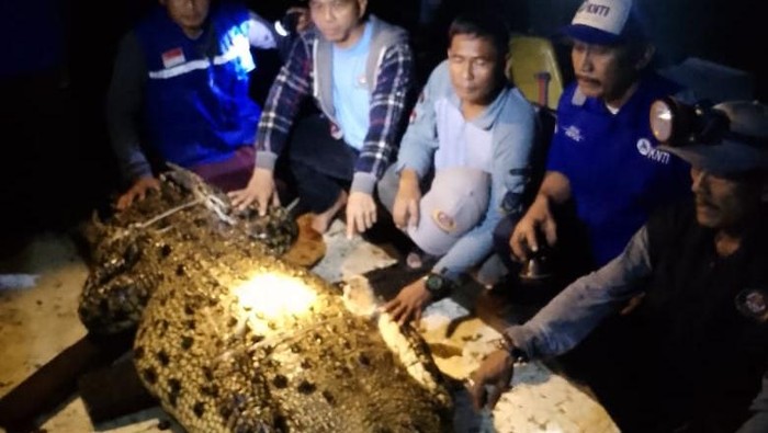 Warga Pulau Buluh menangkap buaya yang lepas dari penangkaran.(Istimewa).