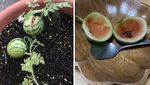 10 Hasil Panen Gagal yang Bentuknya Mini dan Bikin Ngakak