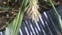 Sudah semangat mau panen jagung, netizen ini terkejut melihat jagung yang tumbuh hanya satu butir saja. Foto: Demilked/Site