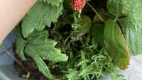Ukuran strawberry bantet ini bikin yang lihat langsung tertawa. Foto: Demilked/Site