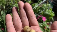 Panen kentang dari kebun rumahnya, netizen ini tak menyangka bahwa kentang yang ditanamnya akan sekecil ini. Foto: Demilked/Site