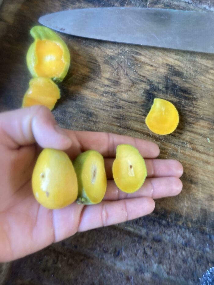 10 Hasil Panen Gagal yang Bentuknya Mini Bikin Ngakak 10 Hasil Panen Gagal yang Bentuknya Mini Bikin Ngakak