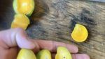 10 Hasil Panen Gagal yang Bentuknya Mini dan Bikin Ngakak