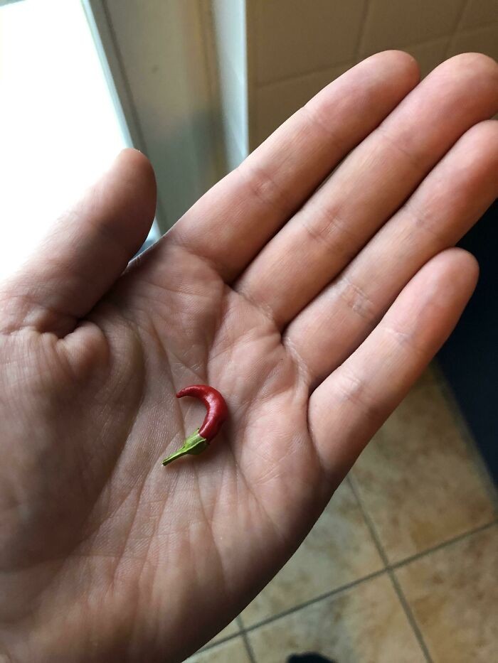 10 Hasil Panen Gagal yang Bentuknya Mini Bikin Ngakak 10 Hasil Panen Gagal yang Bentuknya Mini Bikin Ngakak
