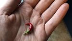10 Hasil Panen Gagal yang Bentuknya Mini dan Bikin Ngakak