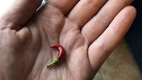 Tanam cabe merah di halaman rumah, netizen ini kaget yang tumbuh hanya satu biji cabe ukuran kecil. Foto: Demilked/Site