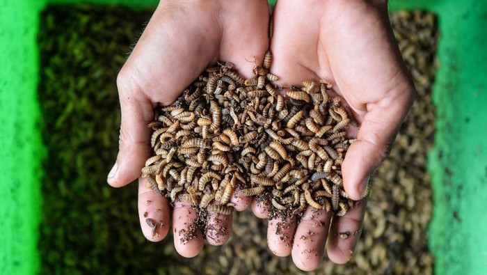 Pekerja memanen telur maggot di Saung Maggot Pa'de, Lopang, Kota Serang, Banten, Kamis (16/1/2025). Maggot yang dapat mengurai sampah organik itu diberi pakan sebanyak 20 kg sampah organik dari lingkungan sekitar, dipanen untuk pakan ikan dan penghasil pupuk organik. ANTARA FOTO/Putra M. Akbar/Spt.