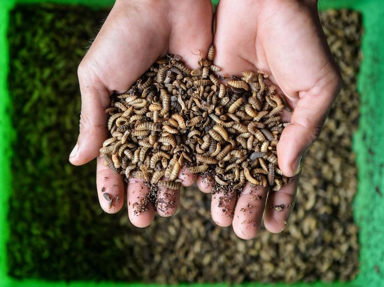 Intip Budi Daya Maggot di Serang