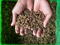 Intip Budi Daya Maggot di Serang