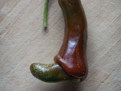 Foto yang Dapat Mengecoh Mata, Harus Jeli Banget Lihatnya