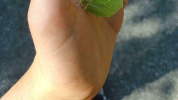 Daun yang hidup. Foto: (Bored Panda).