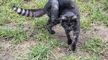 Hayo pertama kali lihat pasti nebakanya bukan kucing kan? Foto: (Bored Panda).